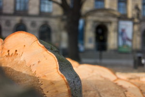 Berlin zerstört seine natürlichen Schätze